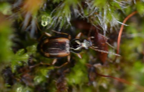 Bembidion sp.